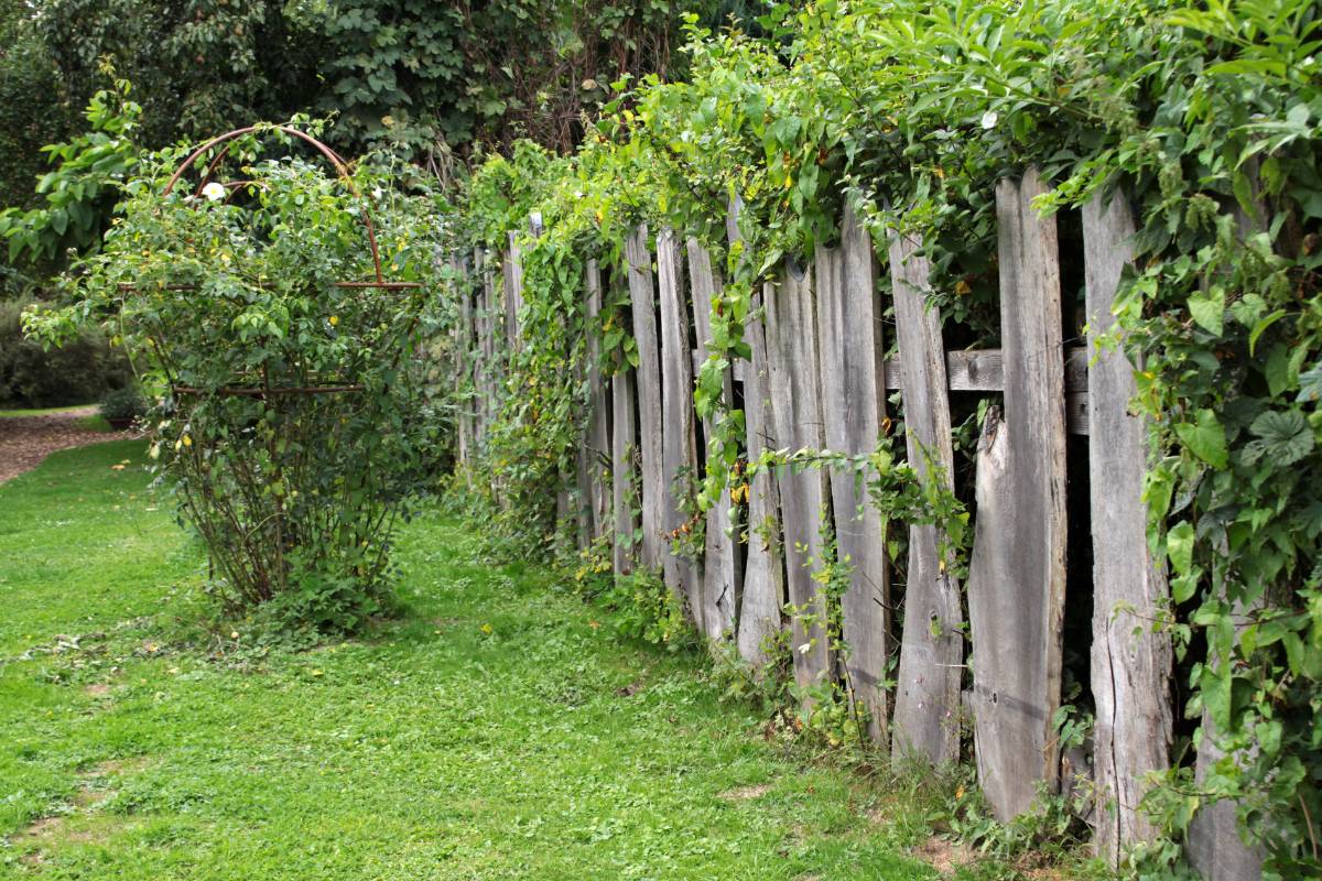 Clôture potager : protégez vos cultures avec style